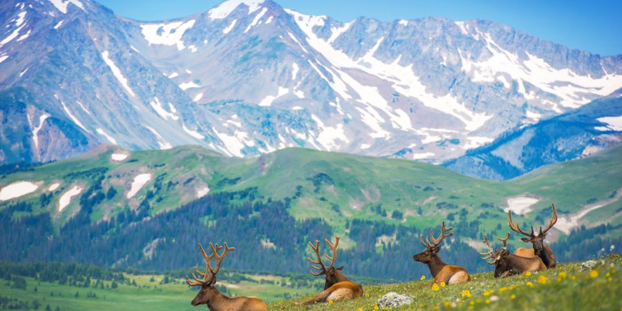 North American Elks